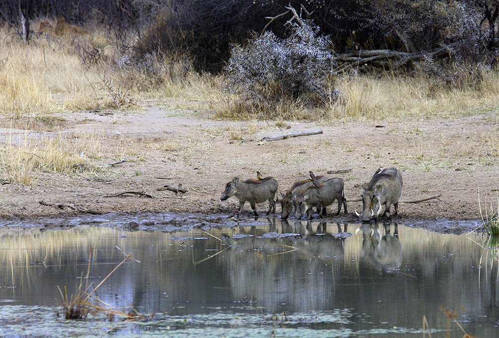 Warthogs at drinking hole at Mabalingwe Timeshare Resort in Limpopo